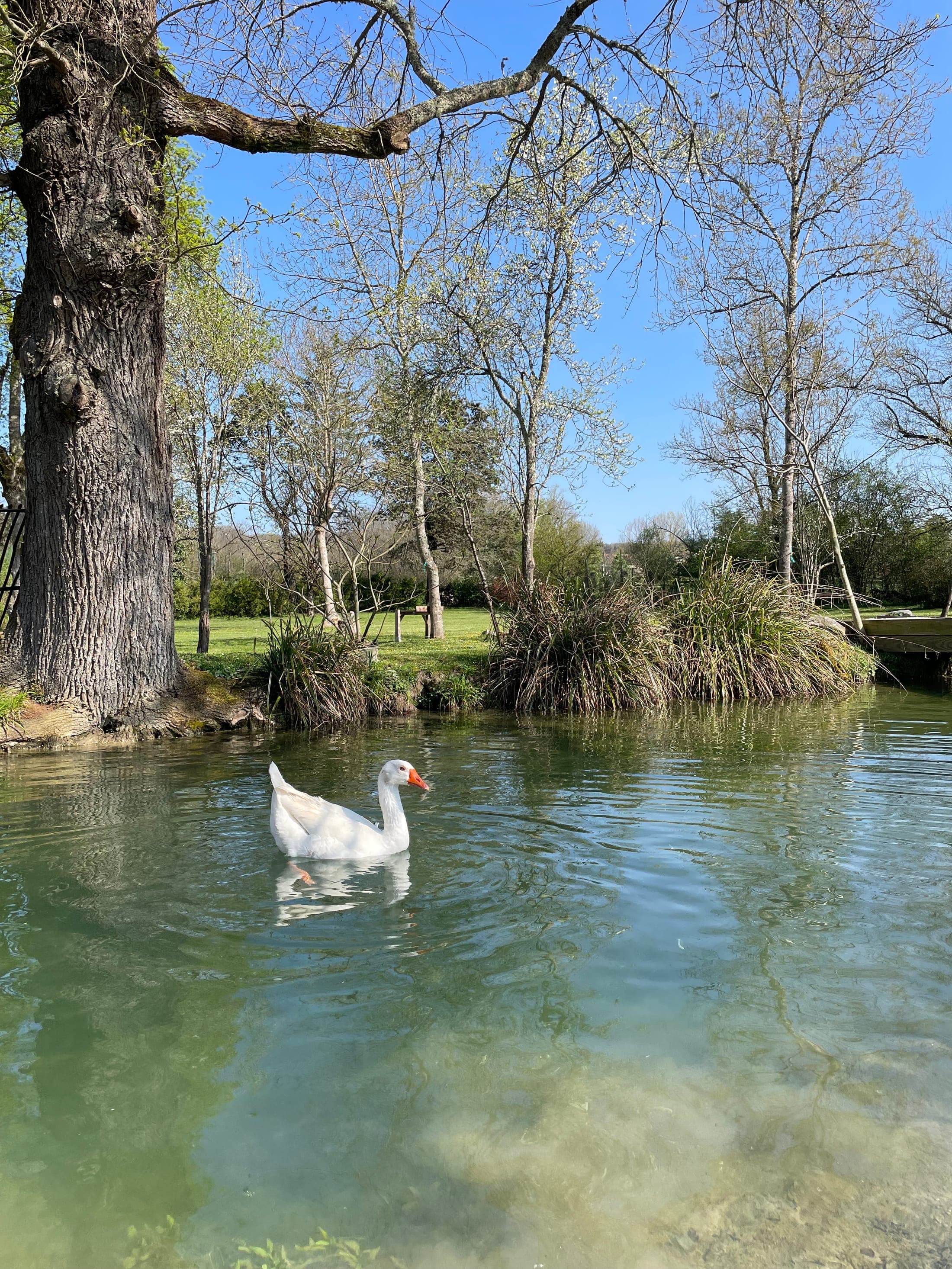 L'oie du moulin, sur l'eau