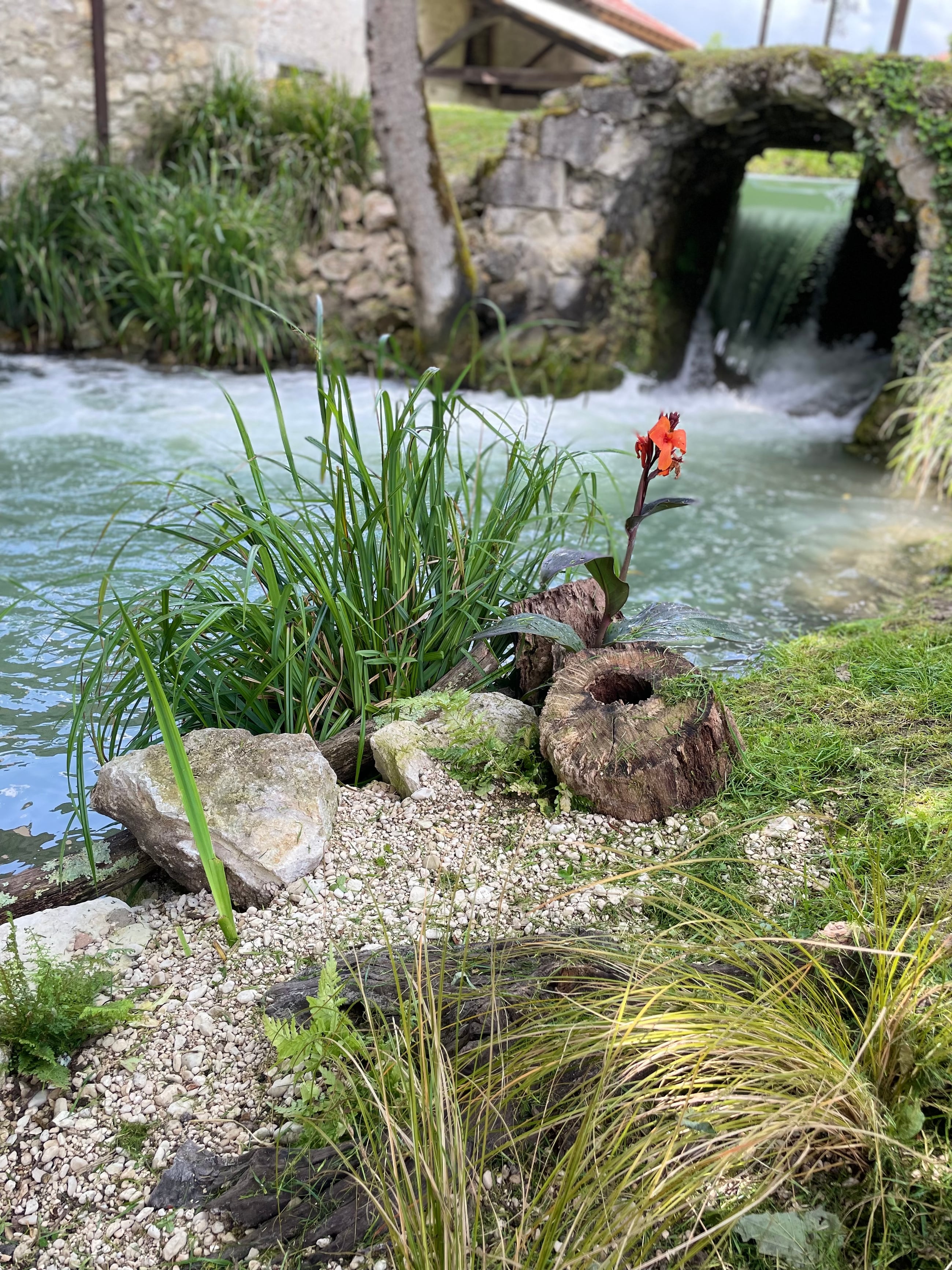 Fleur près du bassin, au bord du moulin